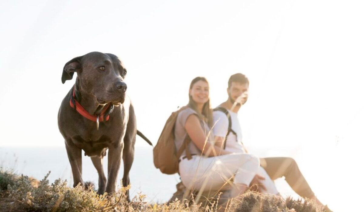 Viajar com Pets: Aventuras ao Lado dos Melhores Companheiros