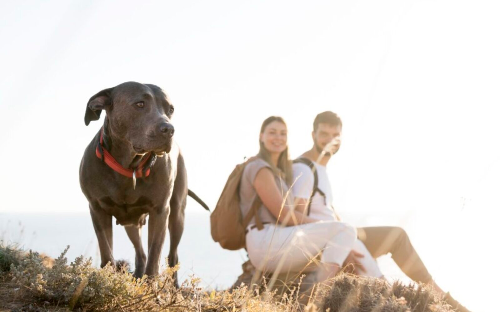 Viajar com Pets: Aventuras ao Lado dos Melhores Companheiros