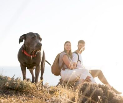 Viajar com Pets: Aventuras ao Lado dos Melhores Companheiros