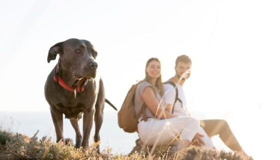 Viajar com Pets: Aventuras ao Lado dos Melhores Companheiros